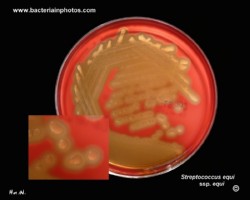 streptococcus equi colony morphology on agar